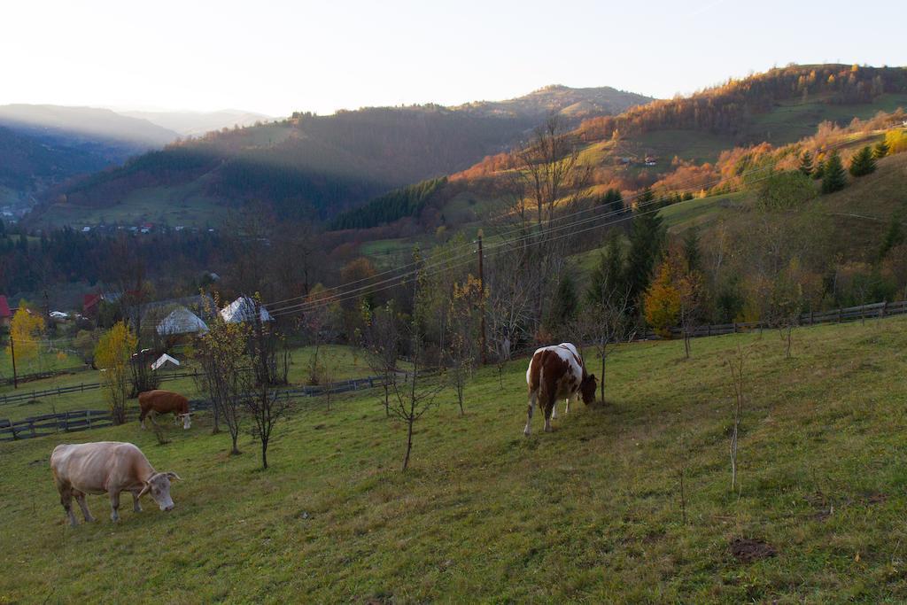 Kings Valley - Sunny Botesti Cimpeni Exterior photo